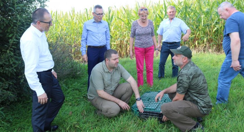 W Brzezinach wypuszczono na wolność 300 kuropatw