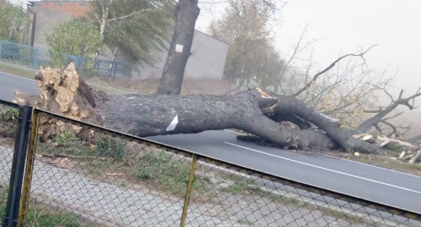 Powalone drzewa, zerwane linie energetyczne. Bilans czwartkowej wichury - ZDJĘCIA