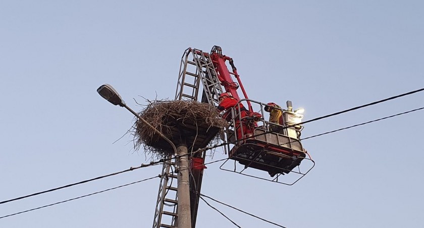 Strażacy pomogli młodemu bocianowi, który wypadł z gniazda
