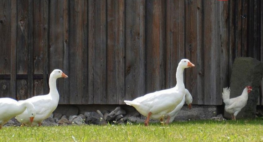 Ptasia grypa w powiecie kaliskim