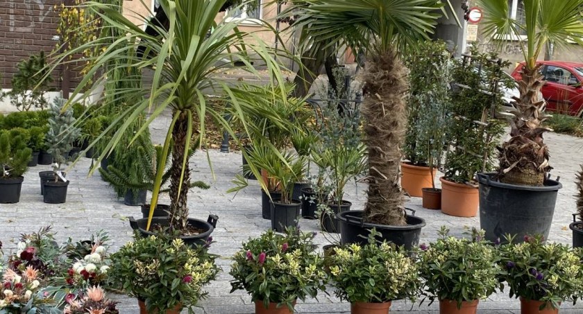 Na plantach staną stoiska hodowców kwiatów, producentów miodów i przetworów, wytwórców rękodzieła