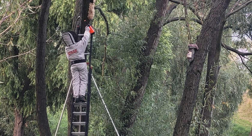 Czy do gniazda i kota naprawdę trzeba jechać na sygnale?