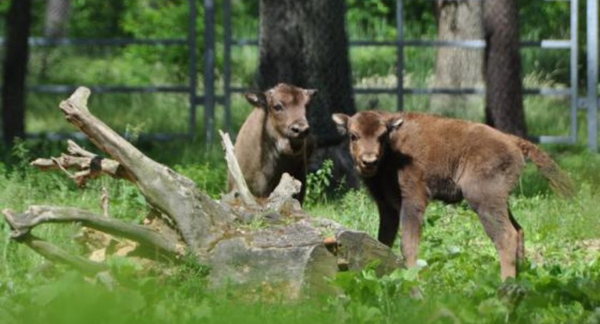 Wybrano imiona dla małych żubrów z Pokazowej Zagrody Zwierząt w Gołuchowie