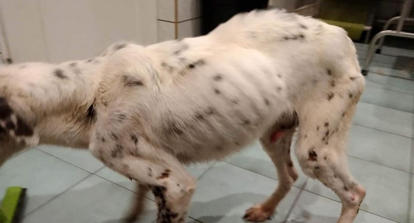 „Był tak słaby, że nie mógł utrzymać głowy”. Animalsi odebrali dwa zagłodzone psy gospodarzowi spod Kalisza