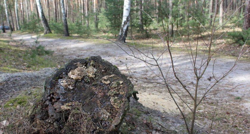 Zamach na polskie lasy to również próba przejęcia polskich złóż surowców