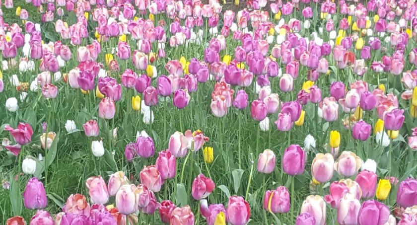 Kwitnące morze tulipanów w Parku Miejskim  w Kaliszu