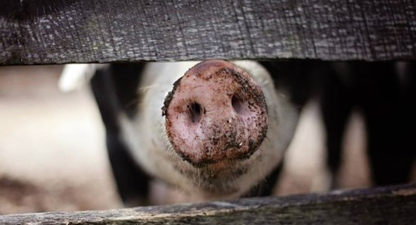 Chów świń na użytek własny bez ograniczeń – wraca normalność