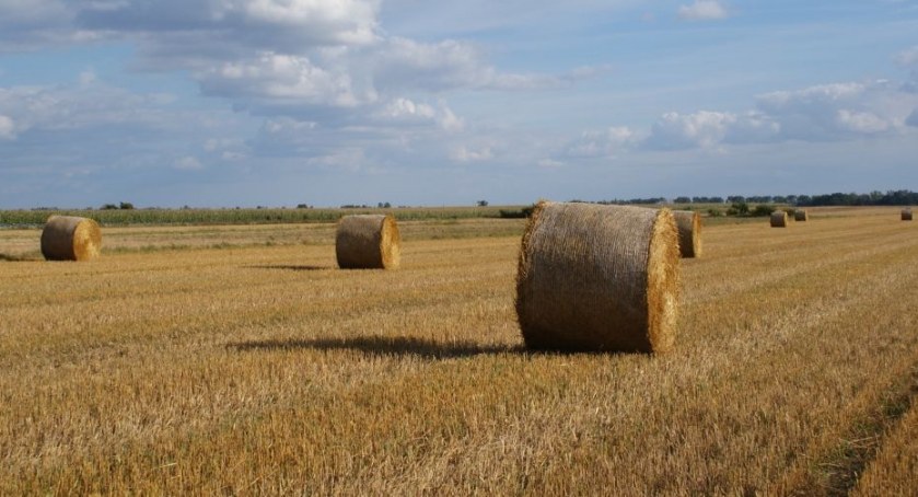 2200 zł dopłaty  do hektara pszenicy i nie tylko – rekompensata dla rolników