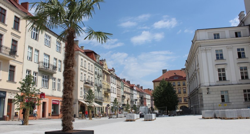 Kaliska palma – więcej informacji