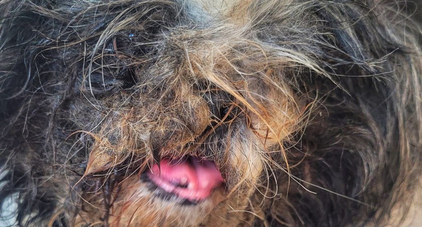 Kołtuny uniemożliwiały shih tzu chodzenie. Potwornie zaniedbana suczka odebrana właścicielce