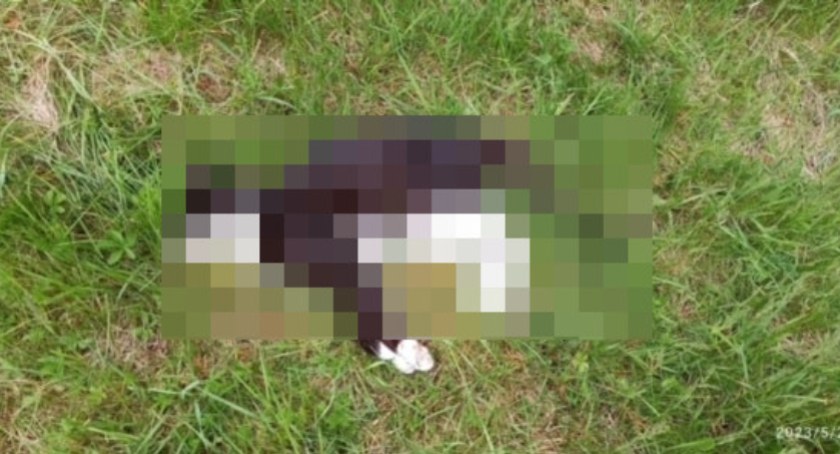 20 martwych kotów na terenie ogrodów działkowych w Szałem. Jest nagroda za wskazanie sprawcy