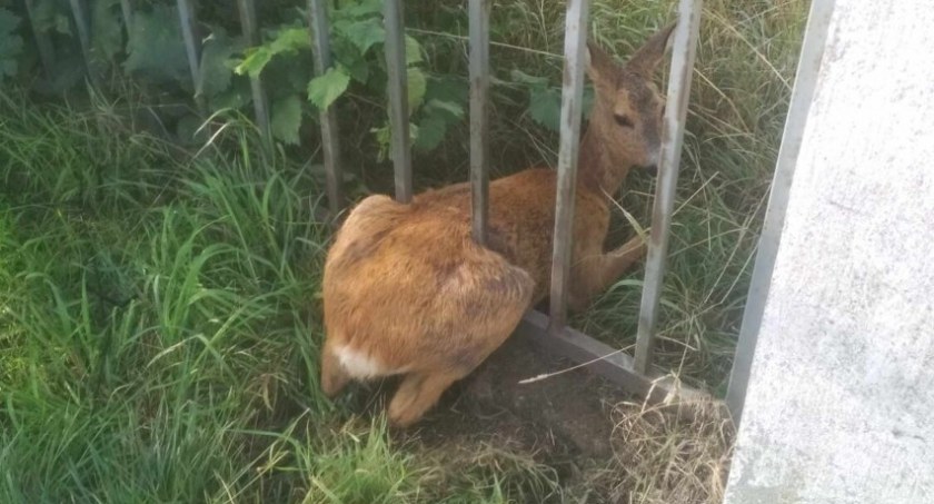 Sarna zakleszczona w ogrodzeniu – akcja kaliskich strażaków