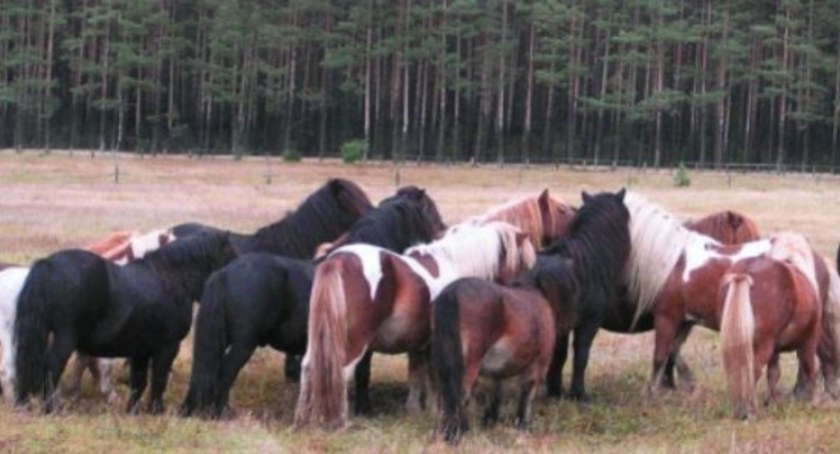 XVIII Ogólnopolska Wystawa Kuców Szetlandzkich w Wolicy: Pasja i Elegancja na Czterech Kopytach