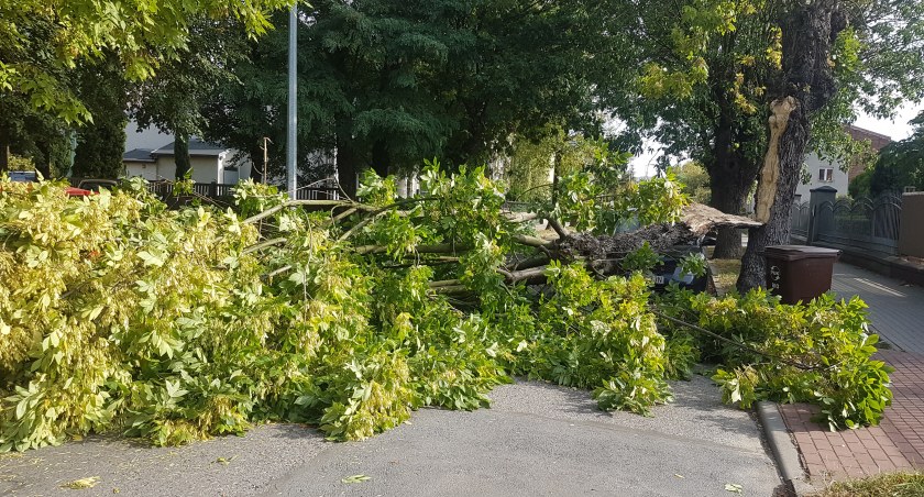 Groźny incydent na ul. Asnyka. Olbrzymi konar drzewa runął na jezdnię i auto