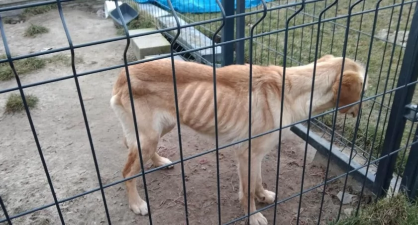 Kara dla mężczyzny, który głodził psa na złość żonie. ”Skandaliczny wyrok”