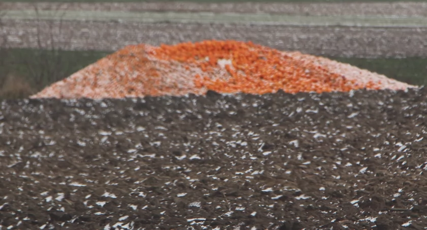 W powiecie ruszył zbiór mandarynek i pomarańczy?