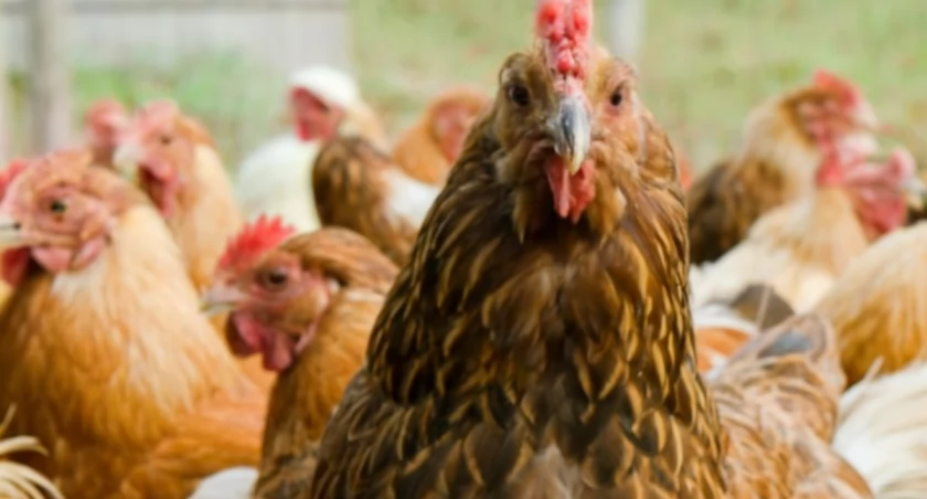 Ptasia grypa może pojawić się w powiecie kaliskim 