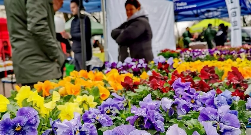 Targ na kaliskich plantach już 6 kwietnia! Staną m.in. stoiska hodowców kwiatów