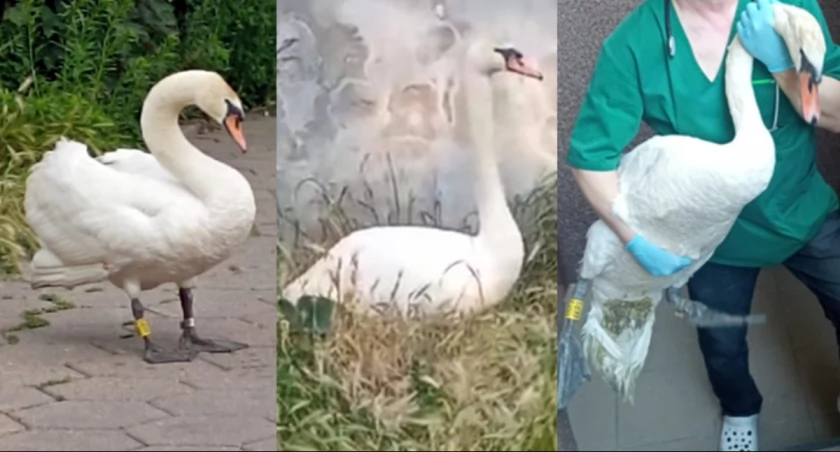 Pomogli rannemu łabędziowi