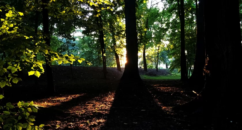 „Nie pitolimy tylko robimy” – będziemy sprzątać obszar chroniony Natura 2000 w Nędzyrzewie