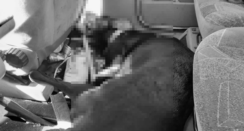 Zostawił psa w rozgrzanym samochodzie. 26-latek usłyszał zarzut