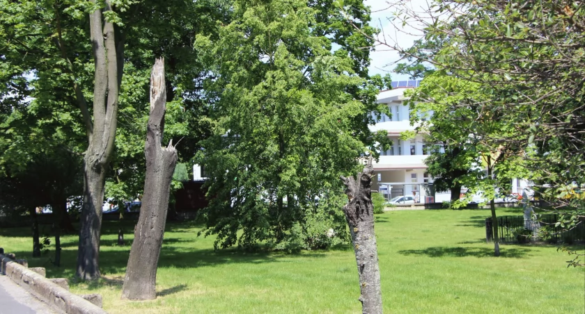 Uschnięte drzewa i gąszcz chwastów psują widok zieleńców
