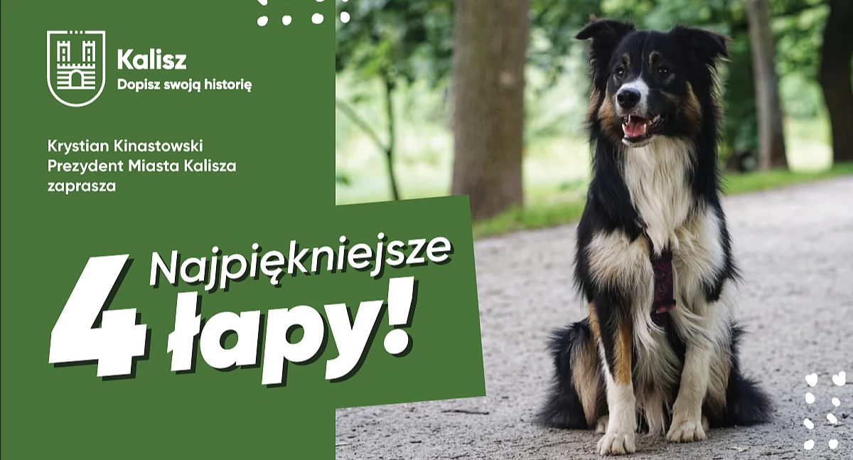 Prezentacja psów w Parku Przyjaźni