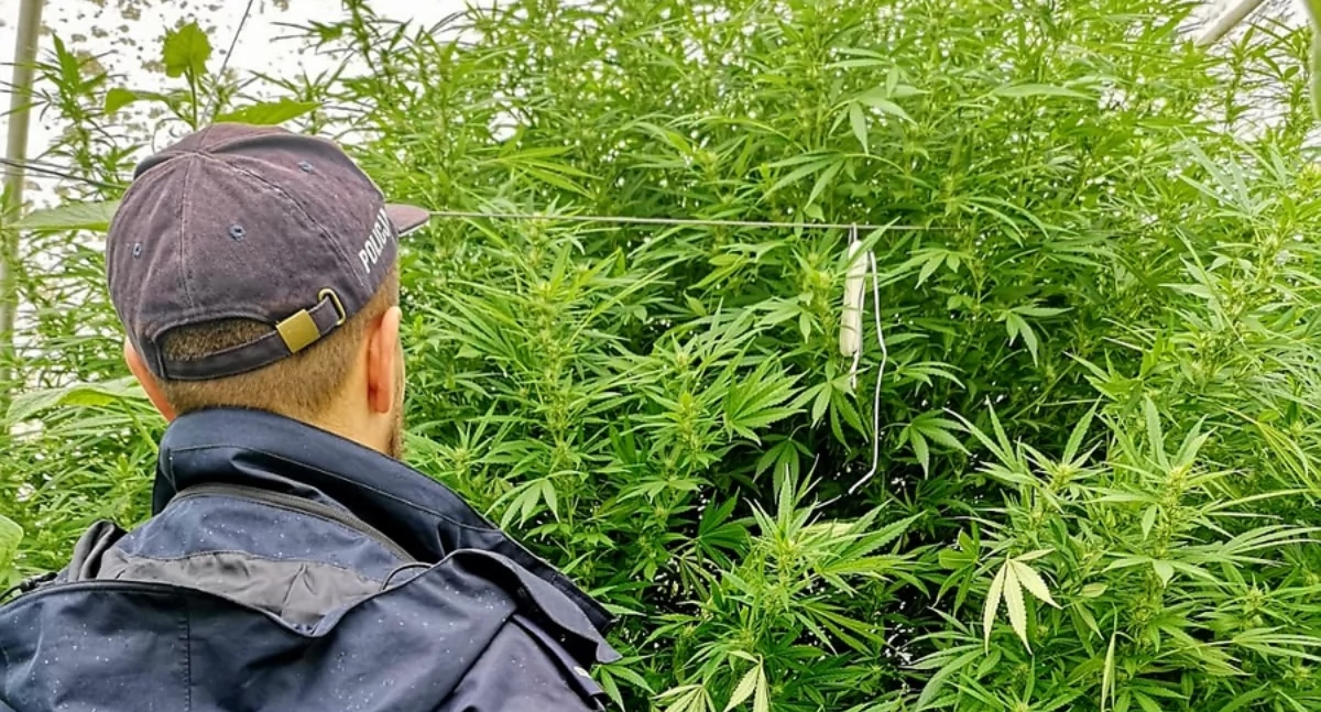 Zamiast ogórków uprawiał konopie – policja zlikwidowała nielegalną plantację
