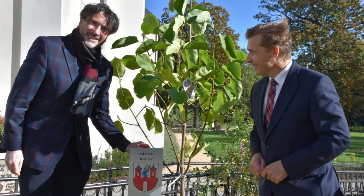 13 magnolii posadzono przed siedzibą kaliskiego starostwa