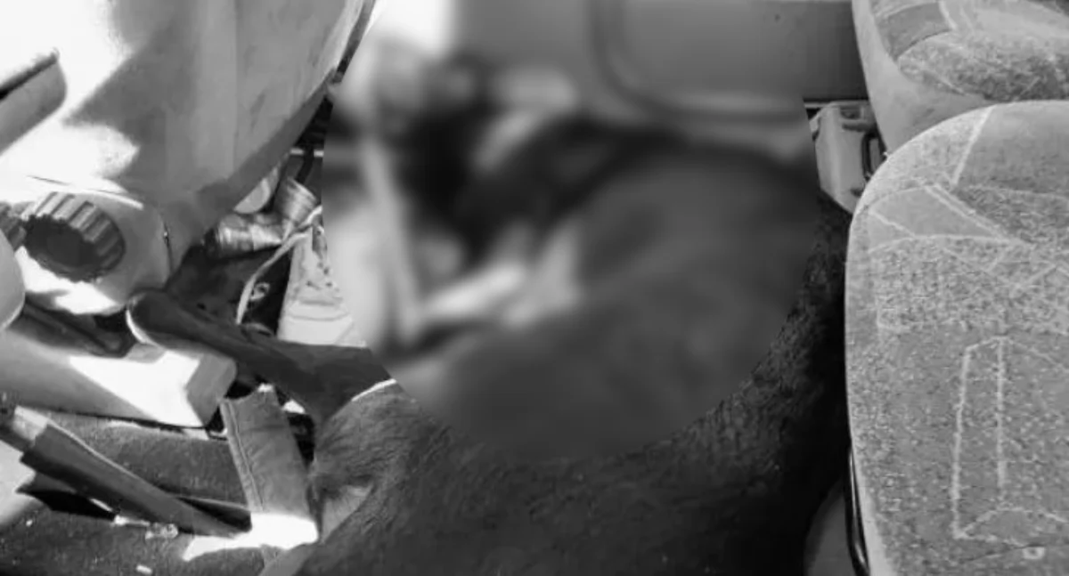 Doberman „ugotował się” w rozgrzanym samochodzie. Jest akt oskarżenia przeciwko 26-letniemu właścicielowi psa