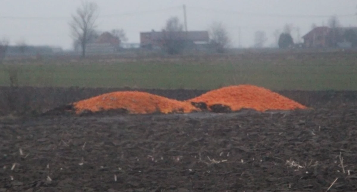 Udane „zbiory” cytrusów w powiecie kaliskim