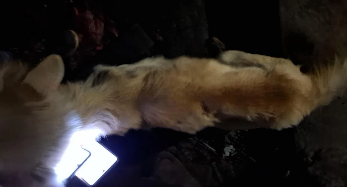 Były bite, rzucane, duszone i głodzone. Dwa psy nie przeżyły. Oprawca w areszcie