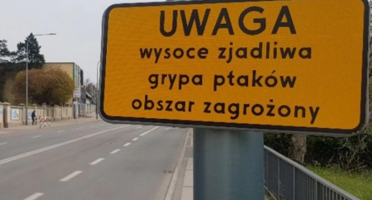 Ptasia grypa znowu w powiecie kaliskim