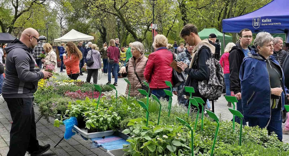 Kolejny Targ na plantach