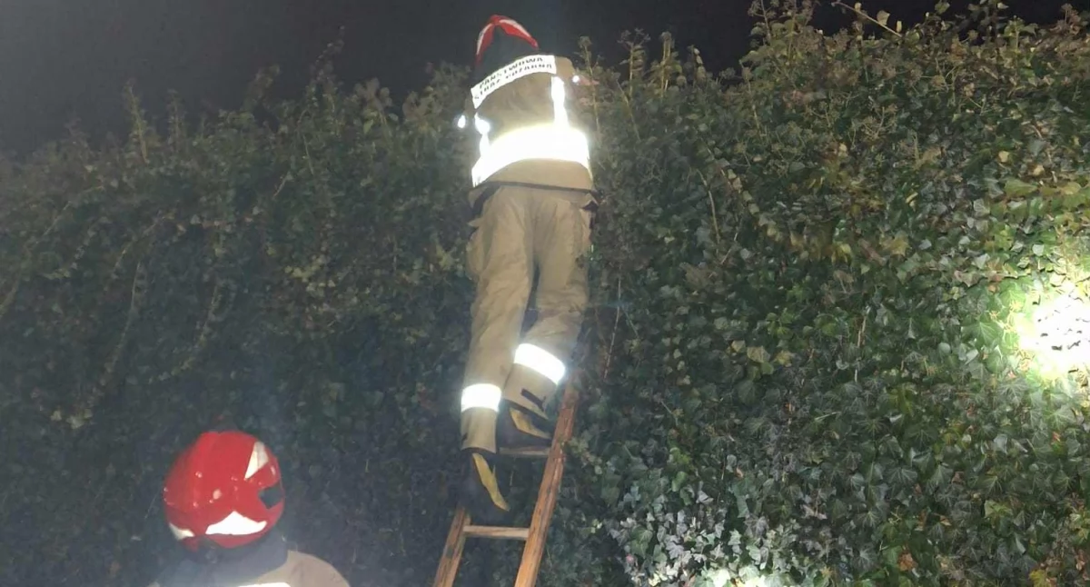 Wieszał lampki choinkowe, zawisł na żywopłocie