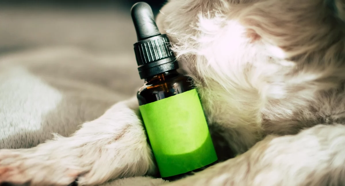 Suplementy diety z CBD – jak działają i dla kogo są przeznaczone