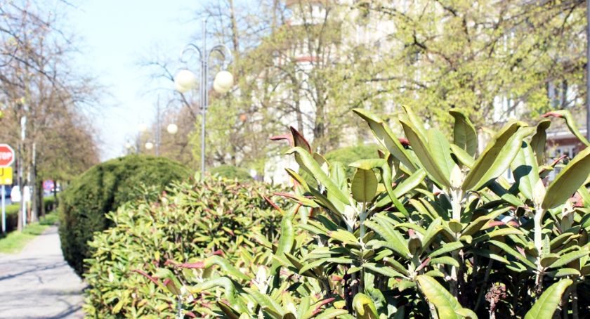Magnoliowa  Aleja Wolności 