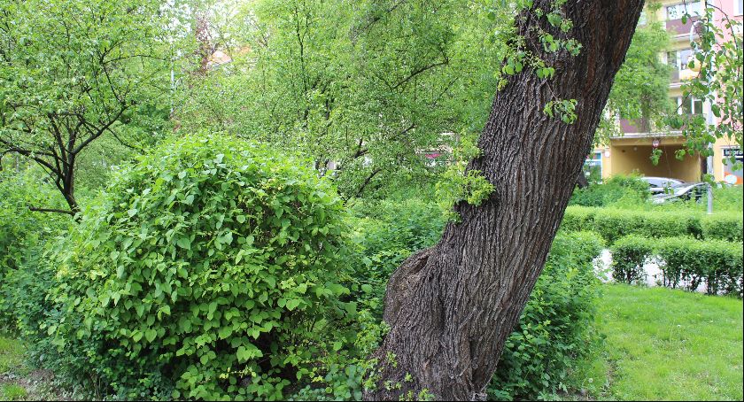 Nie będzie wycinki drzew na Plantach