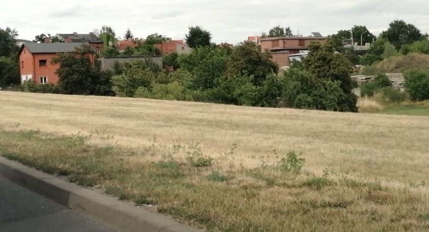 W Kaliszu powstanie pierwsza kwietna łąka miejska 