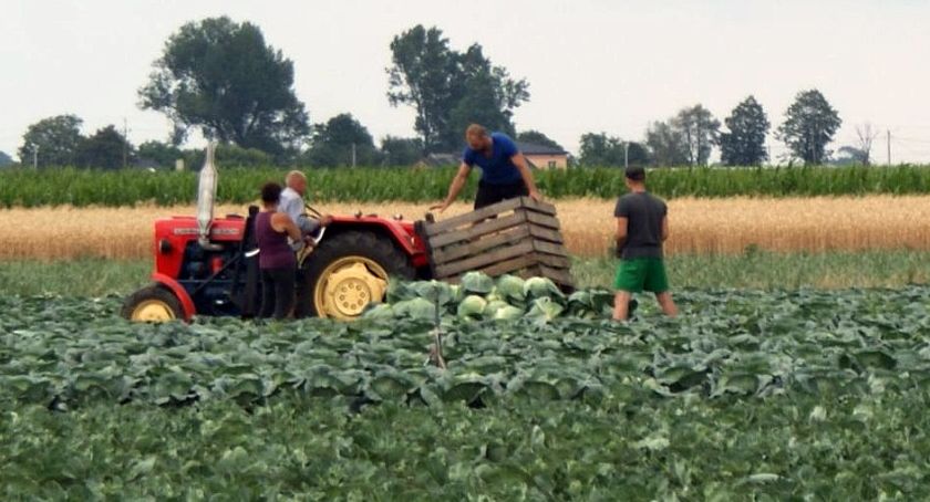 W Kaliszu zbieranie ogórków  już nie kręci młodzieży - gdzie szukać pracy na wakacje