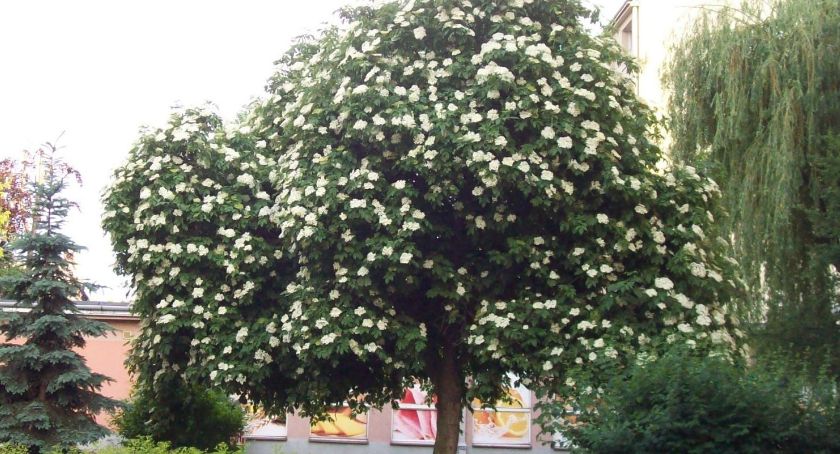 Rzeszów ma czarny bez a Oszczeklin 