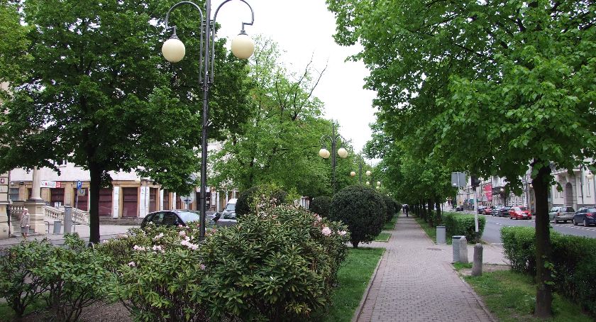 Miasto sadzi drzewa