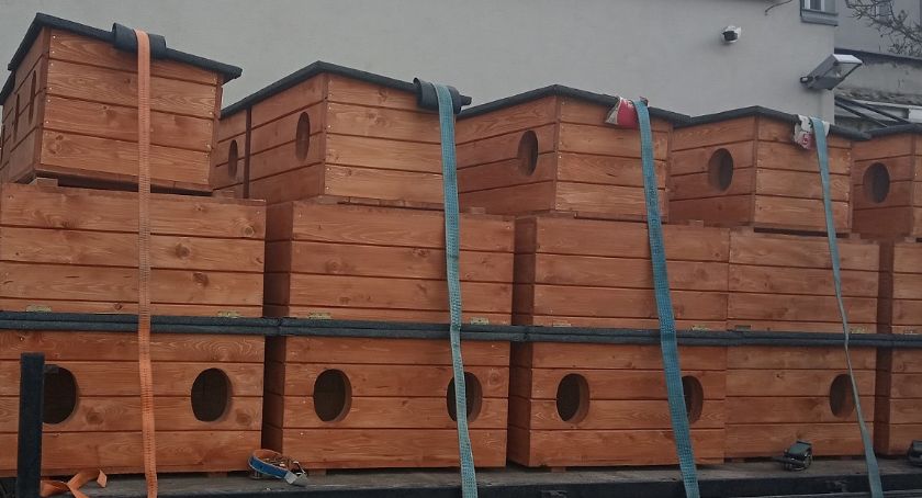 Koty wolno żyjące - miasto pomaga im przetrwać zimę  