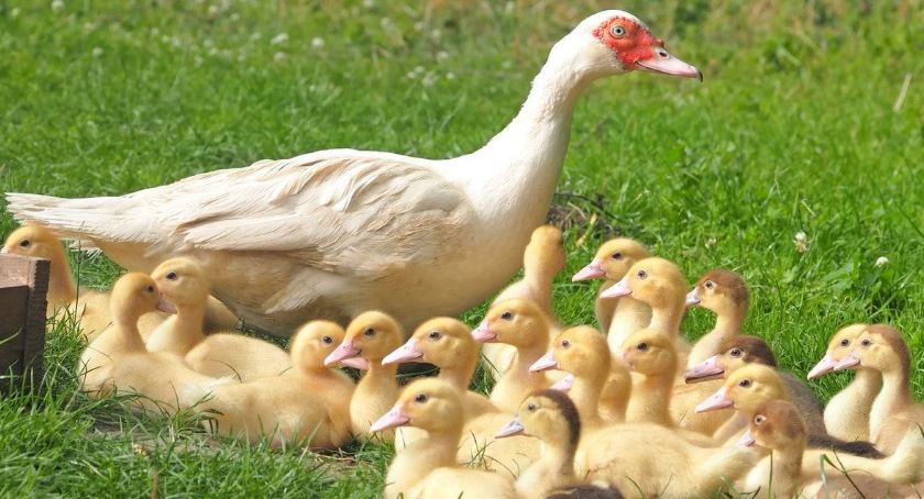 Ptasia grypa - następny przypadek koło Ostrowa