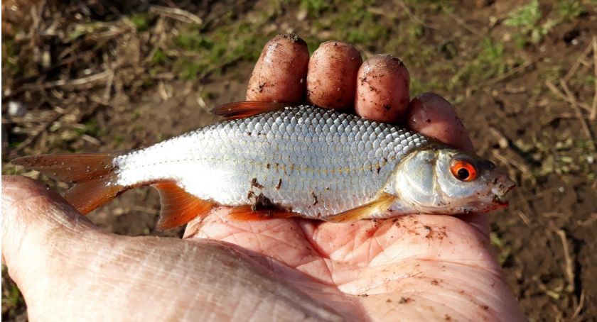 Na ryby. Płocie w lutym  – szokująca ilość brań