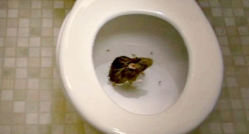 Szczury...  w muszli klozetowej