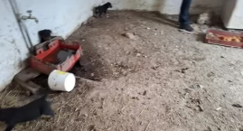 Brud, gnijące jedzenie i chore zwierzęta. Interwencja Help Animals w hodowli pod Kaliszem