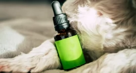 Suplementy diety z CBD – jak działają i dla kogo są &hellip;
