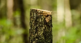 Rząd Tuska działa na szkodę Lasów Państwowych?