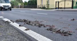 Czy kaliskie ptaki też mają koronawirusa? Dlaczego s&hellip;